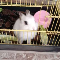 خرگوش چشم سیاه زیبا