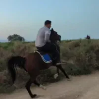 اسب نریان