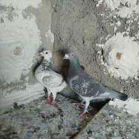 آلمانی