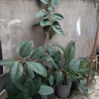 فروش ۲ گل بزرگ