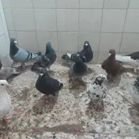 کبوتر پلاکی  و رنگی