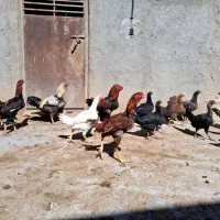 مرغ و خروس لاری