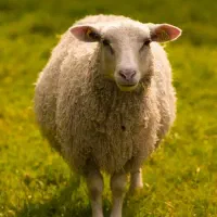 قصاب گوسفند