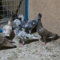 کوهی