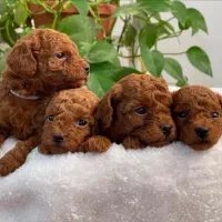 پودل پامرانین پیکینیز شیواوا گلدن ساموید ژرمن روت