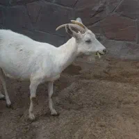 یک راس بز ماده
