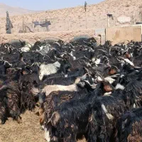 ۱۰۰بز|حیوانات مزرعه|میمه, |دیوار