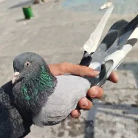 سبز