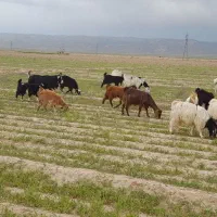 بز زاییده