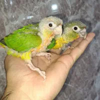 جوجه طوطی گرینچیک