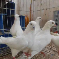 کفتر کبوتر سفید