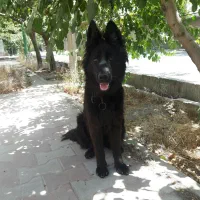 سگ ژرمن شولاین موبلند