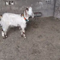 بز ماده دورگ پاکستانی .. گوسفند