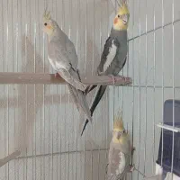 عروس هلندی