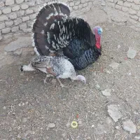 جفت بوقلمون