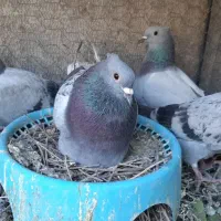 جفت جوجه دم سفید (خط خونی پاک)