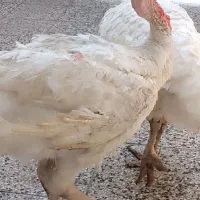 بوقلمون شادگان