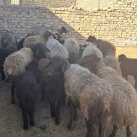 ۱۲میش دودندان وچهاردندان بره بزرگ قیمت جفتی۷۵