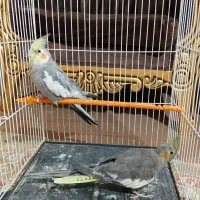 یک جفت عروس هلندی600