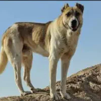 قبول واگذاری سگ گله