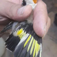 سهره  ماده  رخ  نر