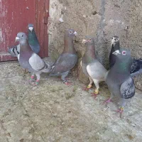 کبوتر