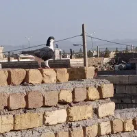 کفتر قریب