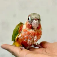 انواع گرینچک سرلاکی