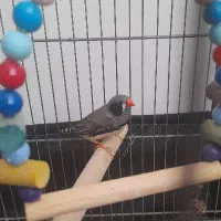 فنچ جوان. نر|پرنده|قزوین, |دیوار