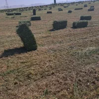 یونجه|عمدهفروشی|دوتپه, |دیوار