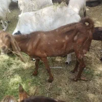بز و کهره