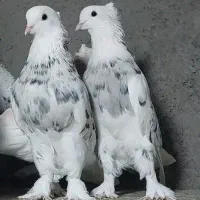 کفتر شازده هما سرور (بخونید آگهی رو بعد زنگ بزنید)