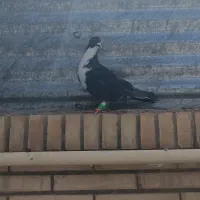 کبوتر ریش، ماده ، جوانه