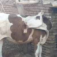 گاو