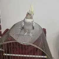 قفس عروس هلندی طوطی