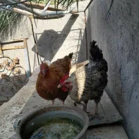 ۲ عدد مرغ محلی