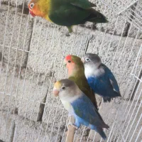 پرنده