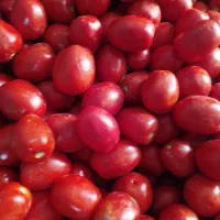 گوجه ربی