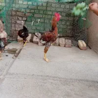 خروس لاری