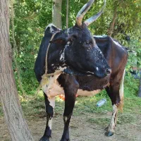 گاو چالوسی 8ماه شکم