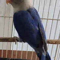 جفت کوتوله مولد جوجه جمع کن خوش رنگ نژاددار