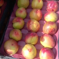 اجاره باغ میوه
