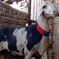 بره قوچی پلنگی    ( میش بره  )