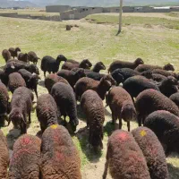 زریـن دام. افشـار اصیـل