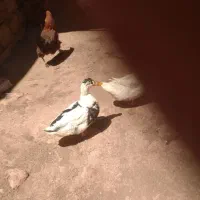 مرغ محلی و اردک تخم گزار