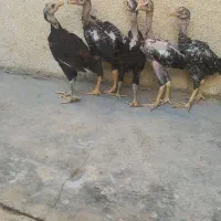 جوجه لاری