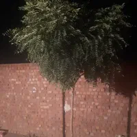 زمین ملک حمیداباد