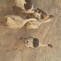 غاز|حیوانات مزرعه|تاکستان, |دیوار