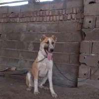 توله سگ گله ای
