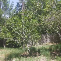 خانه باغ